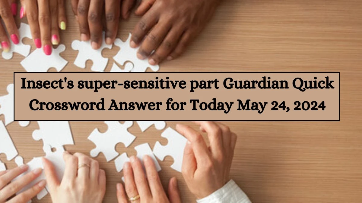 Insect's super-sensitive part Guardian Quick Crossword Answer for Today May 24, 2024