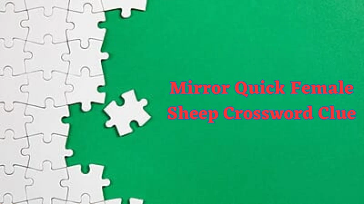 Mirror Quick Female Sheep Crossword Clue with 3 Letters Answers from June 24, 2024