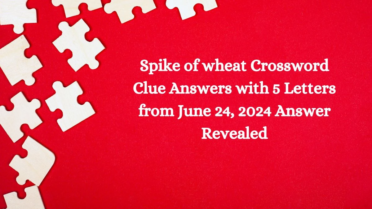 Spike of wheat Crossword Clue Answers with 3 Letters from June 24, 2024 Answer Revealed